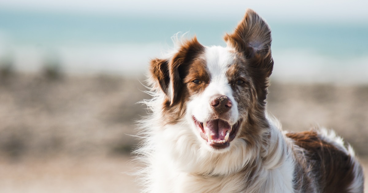 Accident-Only vs Comprehensive Pet Insurance: Which Plan Is Right?
