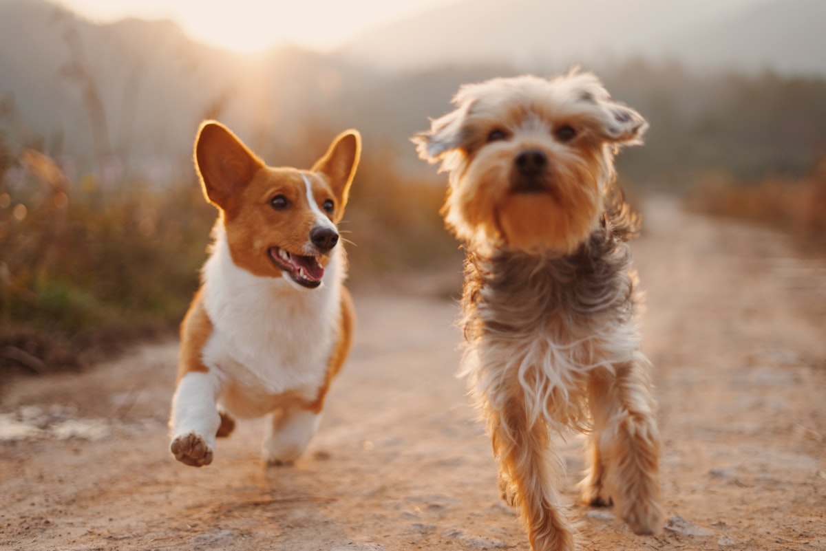Breed-Specific Pet Insurance: What Dog Owners Should Know