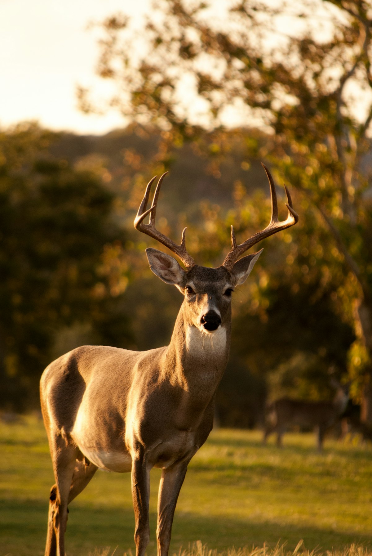 Does Car Insurance Cover Hitting a Deer or Animal?