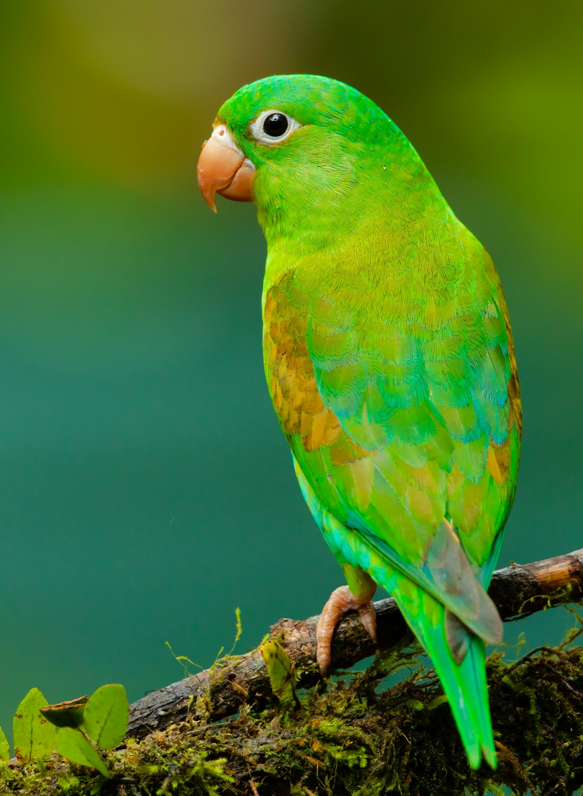 Exotic Pet Insurance for Birds, Reptiles, and Rabbits