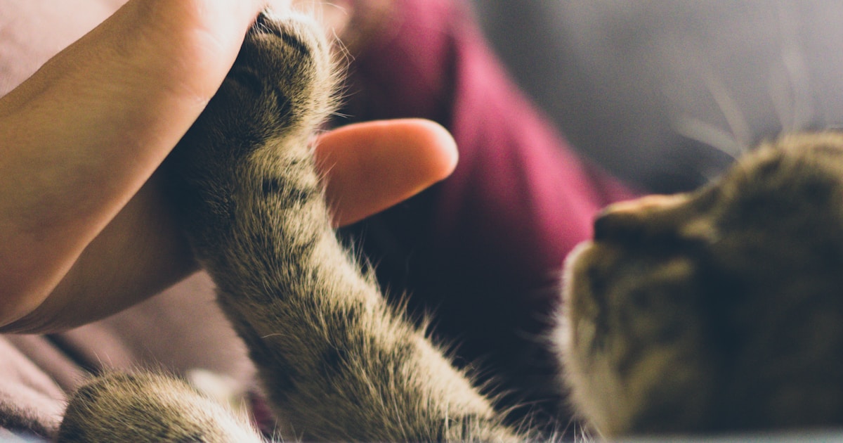 How Much Does Pet Insurance Cost in 2026?