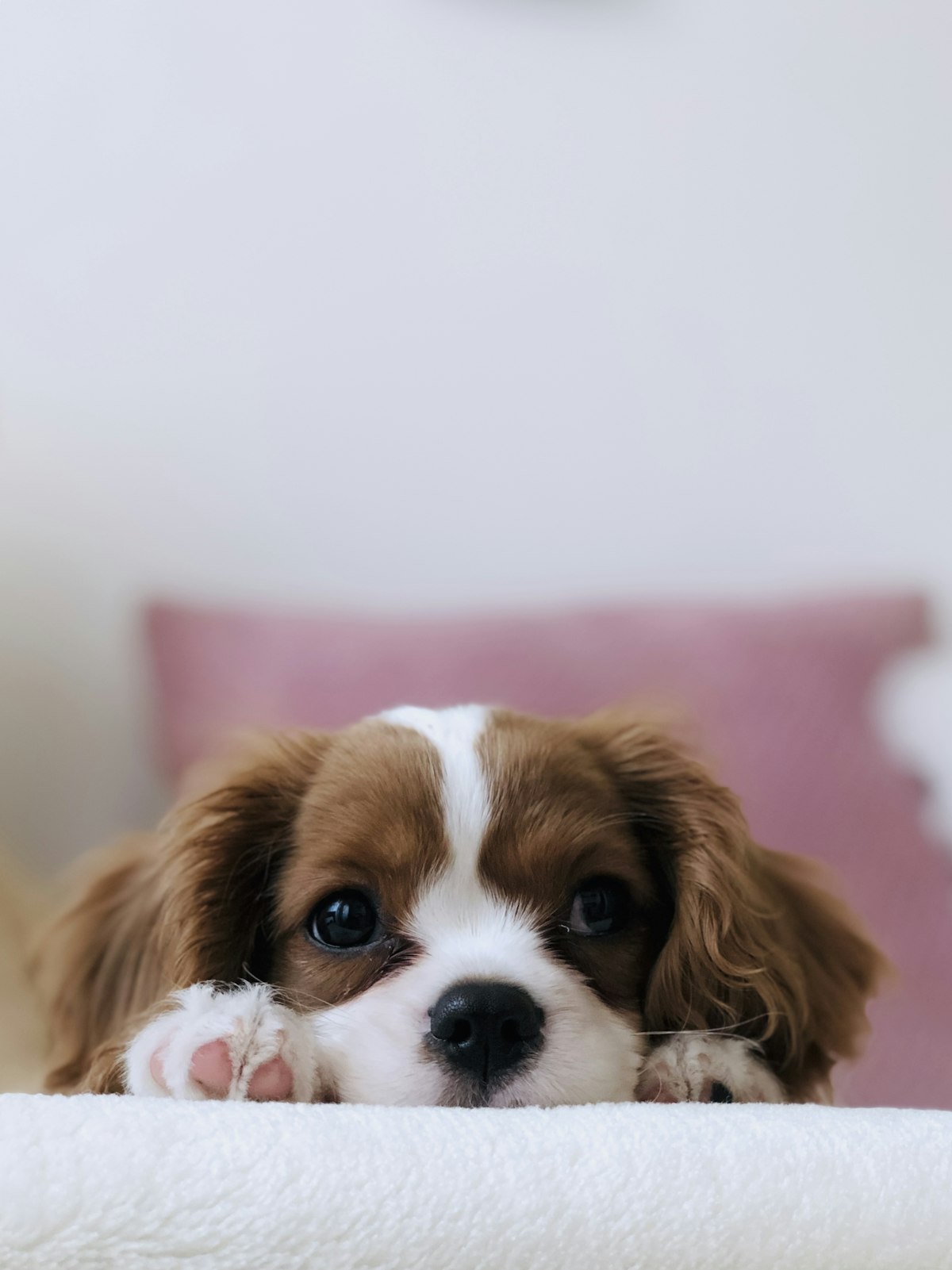 Is Pet Insurance Worth It for Indoor Cats?