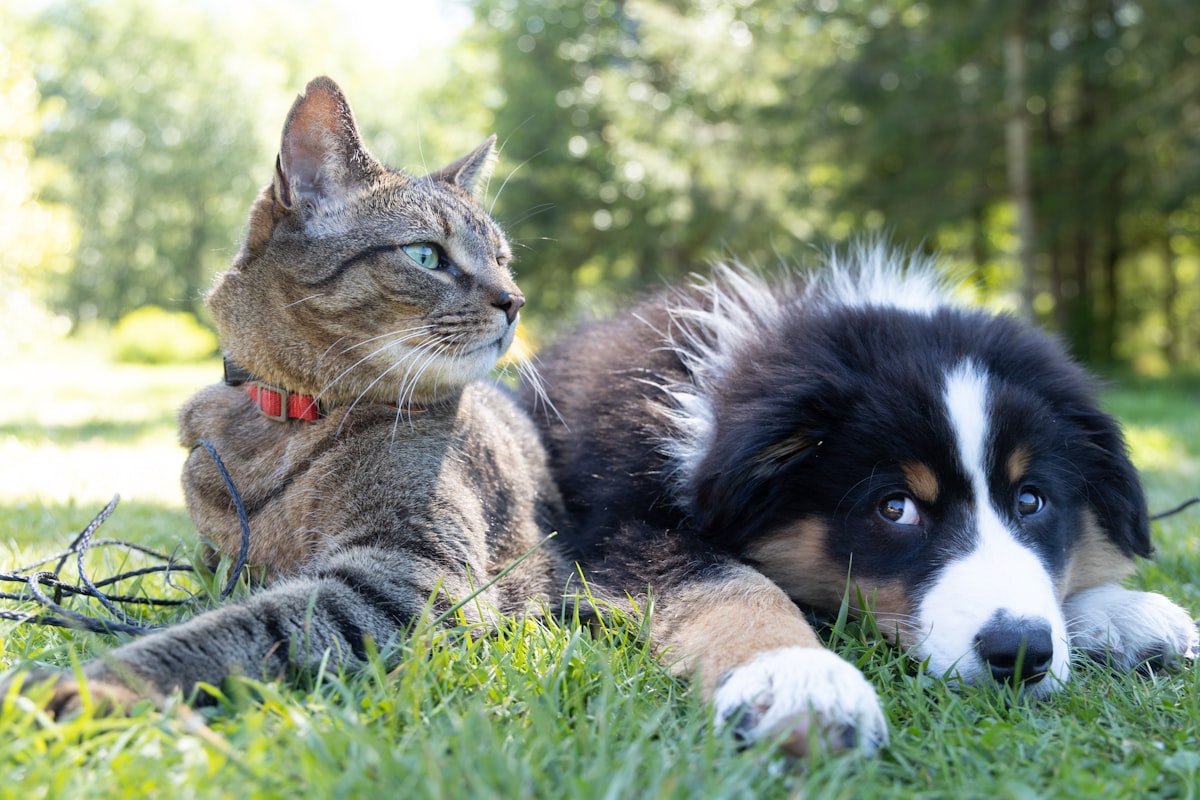 Multi-Pet Insurance: How to Cover Your Whole Furry Family