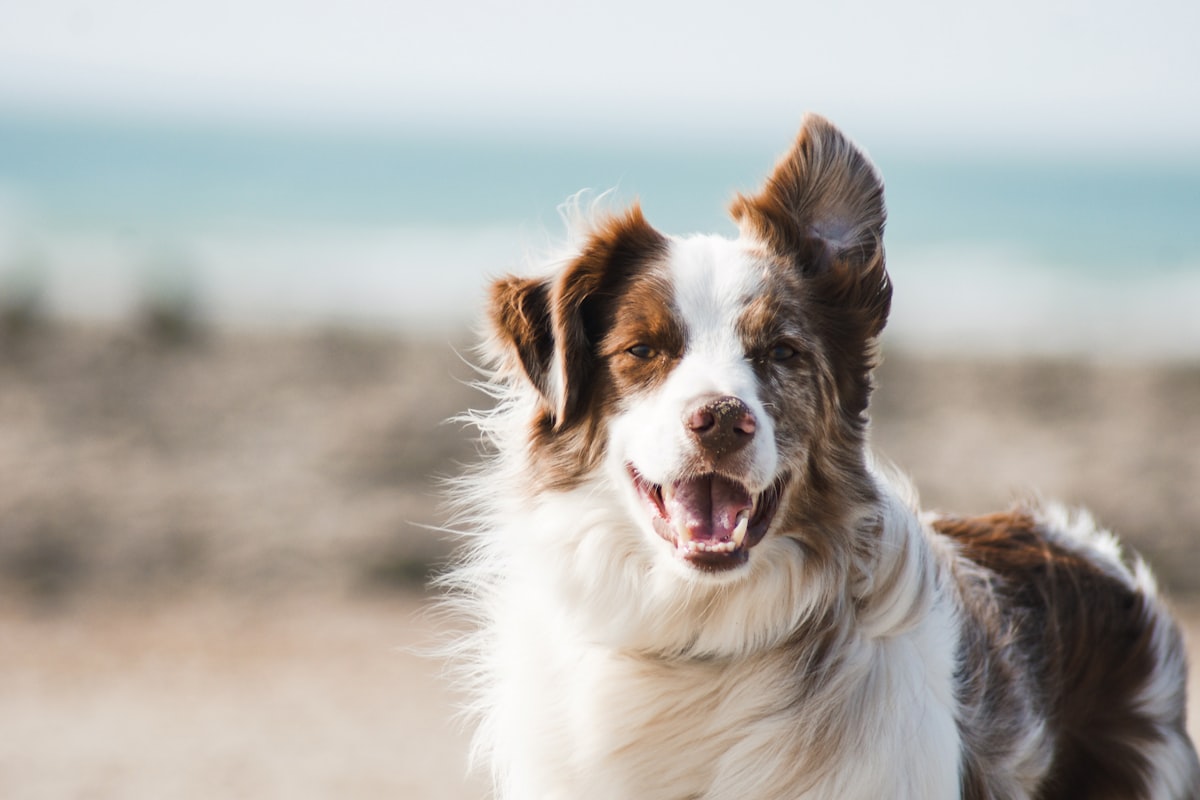 Pet Insurance for Allergies and Skin Conditions