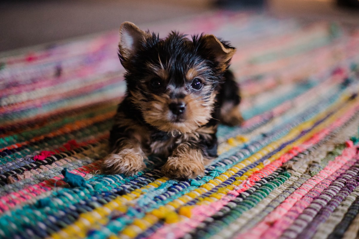 Pet Insurance for Puppies: When Should You Start Coverage?