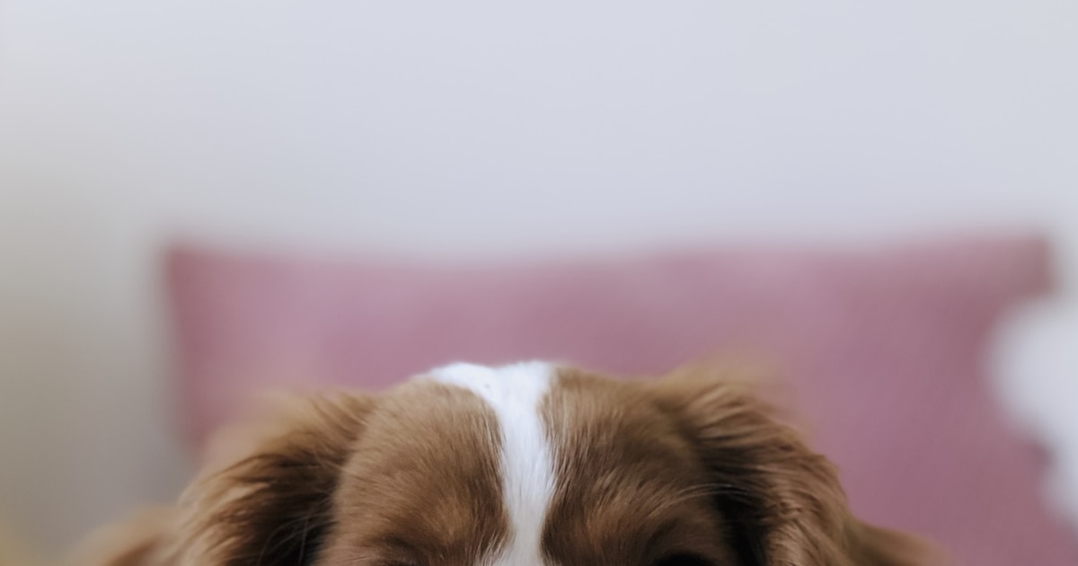 Pet Insurance for Puppies: When to Start Coverage