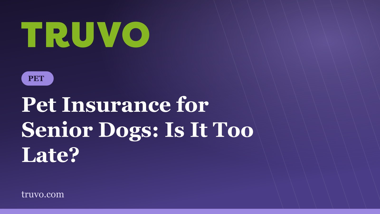 Pet Insurance for Senior Dogs: Is It Too Late?