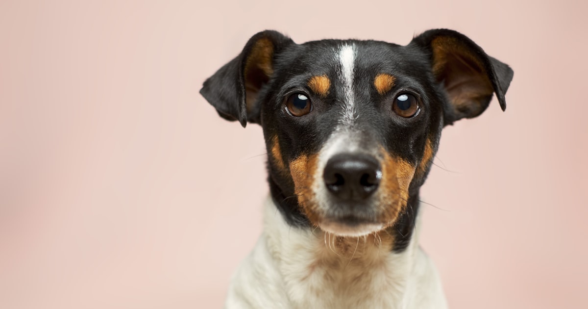 Pet Insurance for Senior Pets: Pre-Existing Conditions Explained