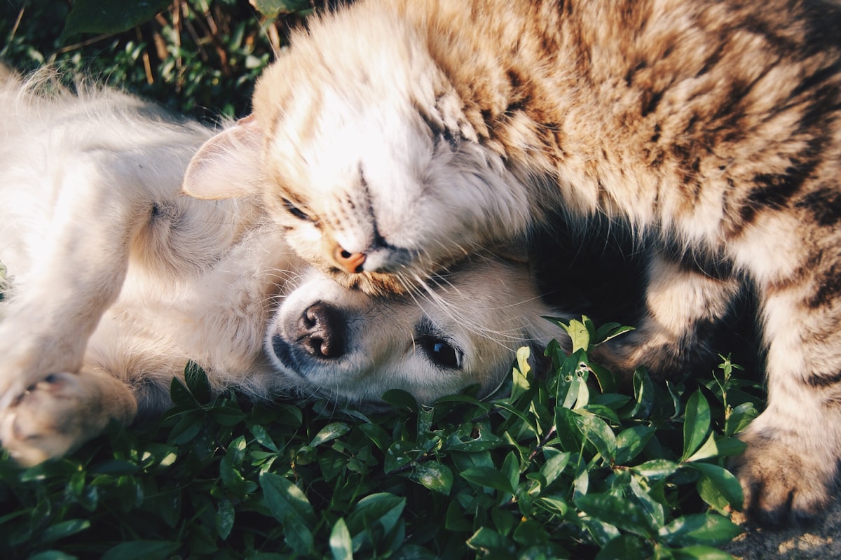 Pet Insurance Reimbursement Percentage Explained