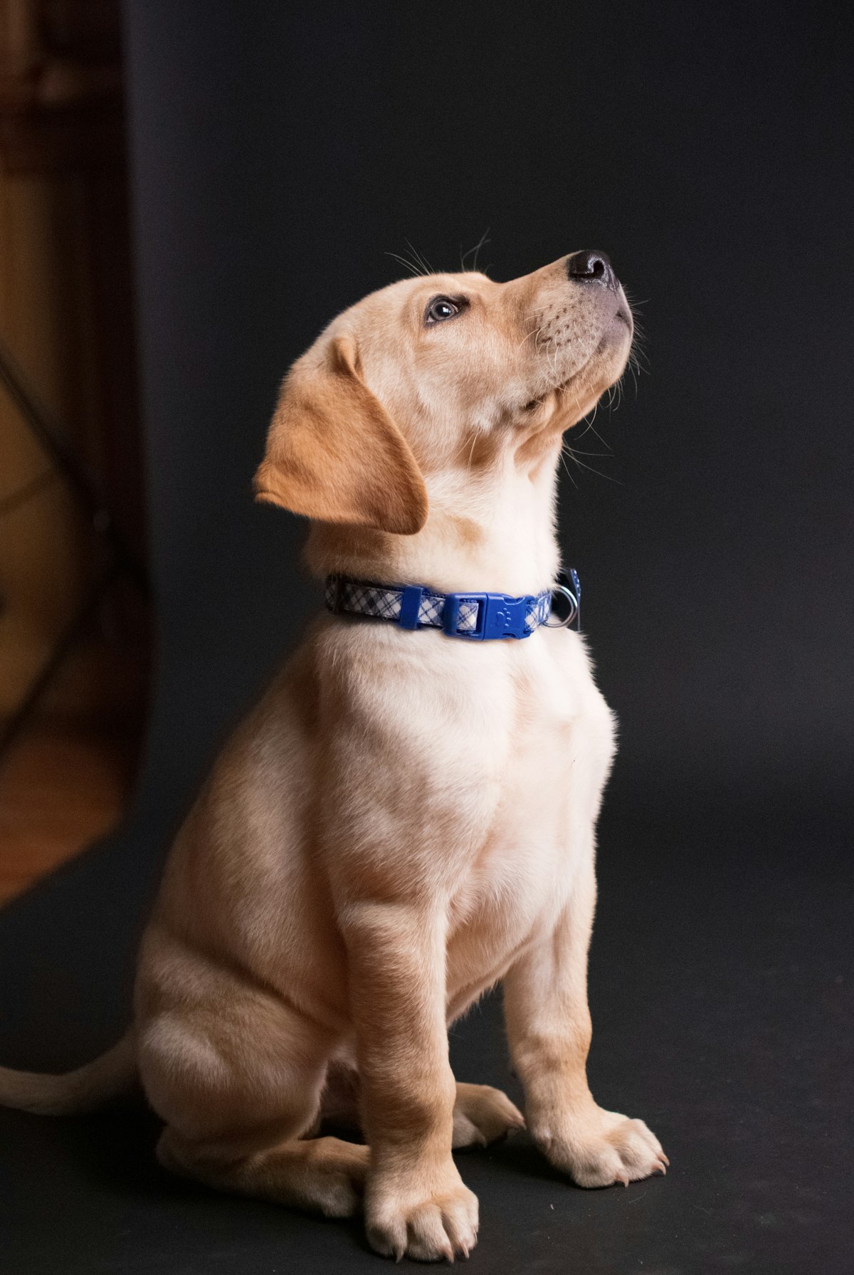 Pet Insurance vs. Vet Payment Plans: Which Is the Better Deal?