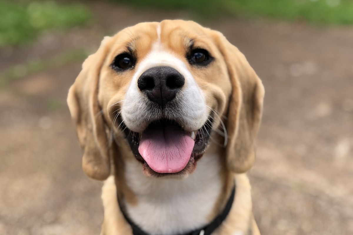 What Pet Insurance Does Not Cover