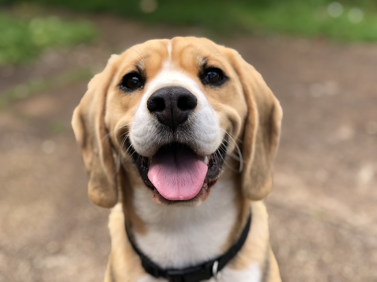 Why Your Dog's Breed Affects Pet Insurance Costs